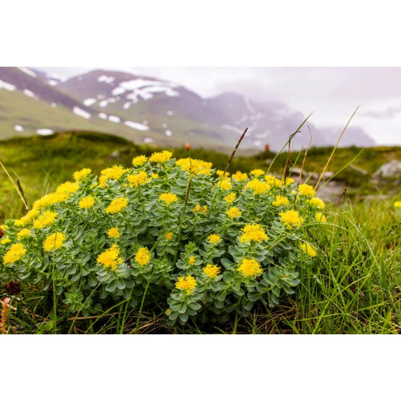 ACTIVLAB RHODIOLA RÓŻENIEC GÓRSKI ADAPTOGEN STRES SPOKÓJ PAMIĘĆ ENERGIA ACTIVLAB RHODIOLA RÓŻENIEC GÓRSKI ADAPTOGEN STRES SPOKÓJ PAMIĘĆ ENERGIA